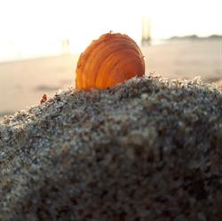 Vakantiehuisje Schelp & Zand, Vlissingen openingstijden