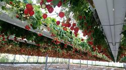 De Reuzeaardbei, Oosterend openingstijden