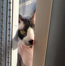 Kattentrimsalon aan huis, Alblasserdam openingstijden