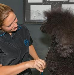 Beauty Dog, Heesch openingstijden