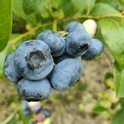 Blauwe Bessen Pluktuin "Natuurlijkerwijs", Ommen openingstijden