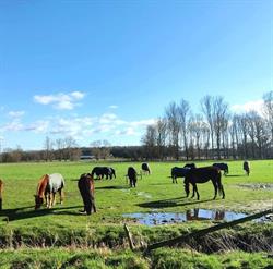 Stal Bookholt, Losser openingstijden