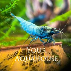 Your Aquahouse, Leunen openingstijden