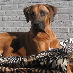 Leewsicht, Beek en Donk openingstijden