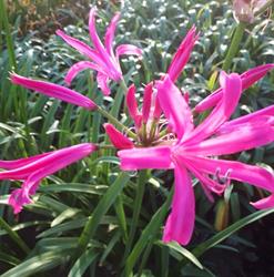 De Wit Nerine, Heemskerk openingstijden