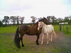 PaardEnHarmonie, Doldersum openingstijden