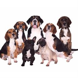 Happy pets - Happy you VOF, Wehl openingstijden