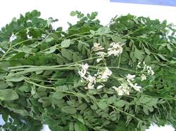 Moringa's Finest, Oosteind openingstijden