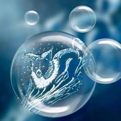 Canis Patronus, Maarn openingstijden