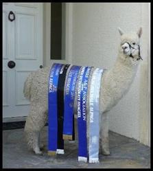 Alpaca Hacienda Holland, Haps openingstijden