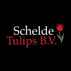 Schelde Tulips, Rilland openingstijden