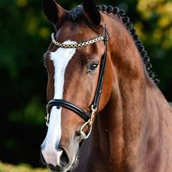Hoefsmederij Sjors van Oorschot / Van Oorschot & Zwijnenberg Sporthorses, Oss openingstijden