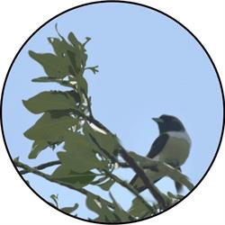 Het Groene Woud dierenv. en -ben, Leende openingstijden