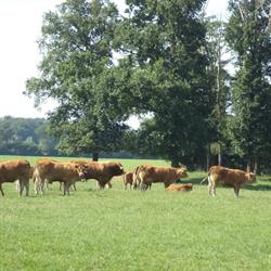 Limousin Vereniging Nederland, Loosdrecht openingstijden
