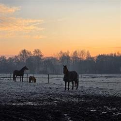DAP Hadderingh, Peize openingstijden