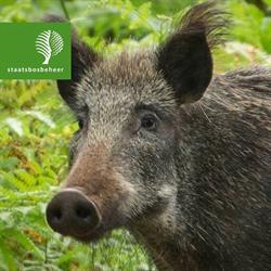 Staatsbosbeheer Veluwe, Ugchelen openingstijden