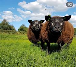 Dierenartsengroep Rivierenland, Culemborg openingstijden