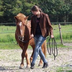 Besti Vinur Horsemanship, Darp openingstijden