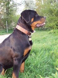 Van 't IJzeroer Rottweilers, Varsselder openingstijden