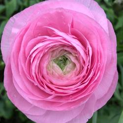 Ladyflowers, Maasdijk openingstijden