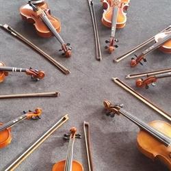 Viooltalent, 's-Gravenhage openingstijden