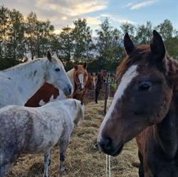 JamboJoy Trainingen, Vlodrop openingstijden