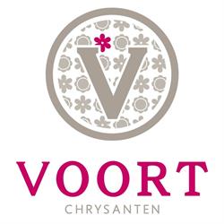 Voort chrysanten, Honselersdijk openingstijden