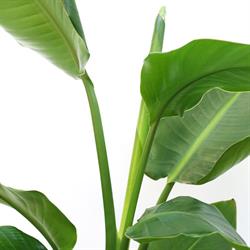 Mike's Tropical Garden, Ternaard openingstijden