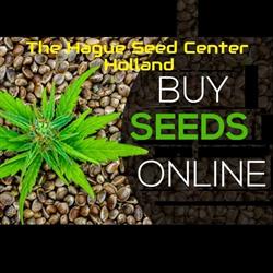 The Hague Seed Center Holland | Cannabis Seeds & Smartshop, 's-Gravenhage openingstijden