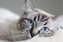 Felifeline, Arnhem openingstijden