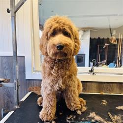 Doodles & More, Vlijmen openingstijden