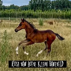 Hoeve Klein Haneveld, Sint-Oedenrode openingstijden