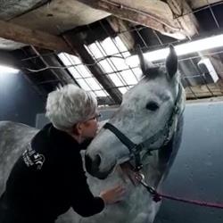 Beowulf Dier & Massage, Veenhuizen openingstijden