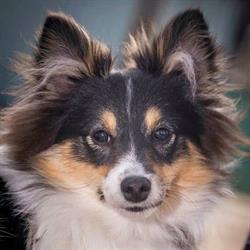 Halo's Pet Corner, Heerlen openingstijden