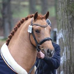 PaardenLuisteren, Aalten openingstijden