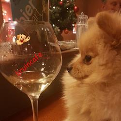 Bruincafe Hoogvliet, Hoogvliet Rotterdam openingstijden