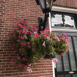 B&B Oordje, Bolsward openingstijden