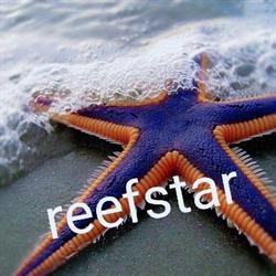 Snuffelsjop Reefstar, Stavoren openingstijden