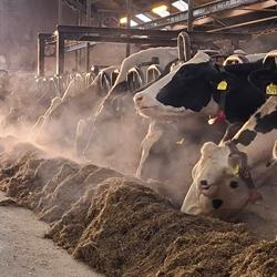 Boerin in Midden Delfland, Maasland openingstijden
