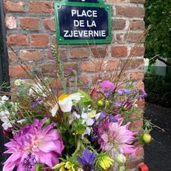 Bloemenboerderij Pluktuin Hof Zjevernie, Oostburg openingstijden