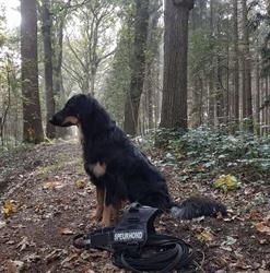 Stichting Dogtrailing, Schuinesloot openingstijden