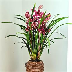Eijk Orchids, De Lier openingstijden