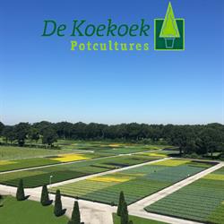 De Koekoek Potcultures B.V., 't Harde openingstijden