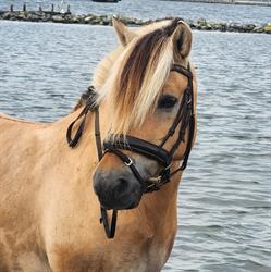 Stal het Kacheltie, Ouddorp openingstijden