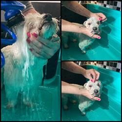 Trimsalon Doggielicious, 's-Gravenhage openingstijden