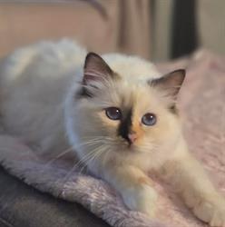 Cattery Romashka - Heilige Birmanen, Baarn openingstijden