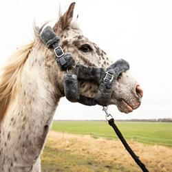 Feest Voor Paarden, Vlagtwedde openingstijden