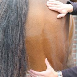 MVB HorseBalance, Ugchelen openingstijden