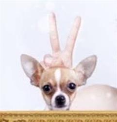 Dog & Catwalk, 's-Hertogenbosch openingstijden