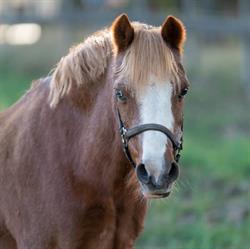 Manege Op de Berg, Echt openingstijden